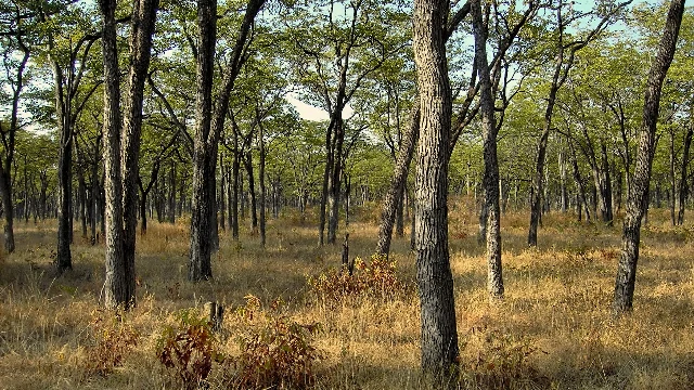 A lush, green forest